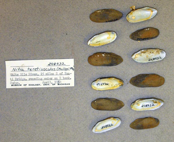 specimen