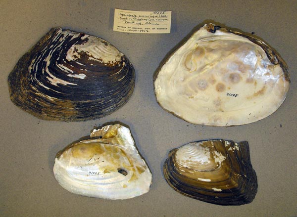 specimen