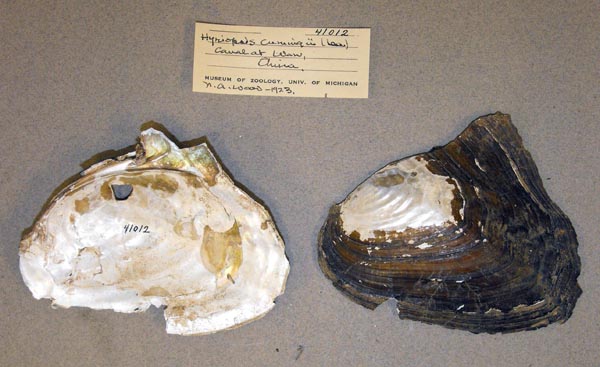 specimen
