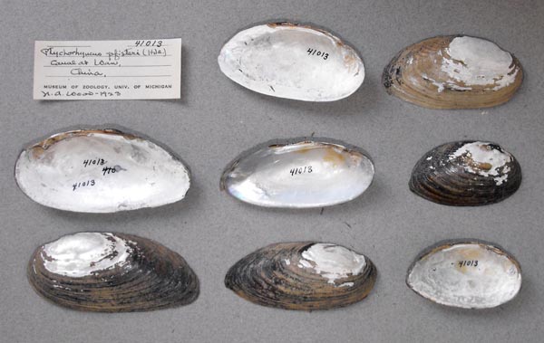 specimen