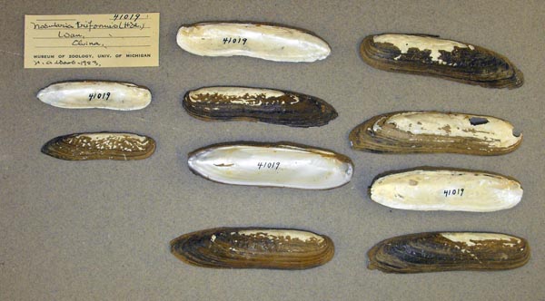 specimen