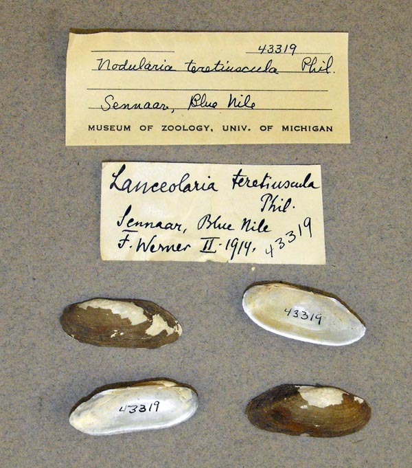 specimen