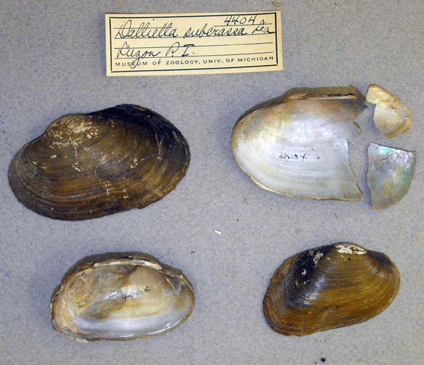 specimen