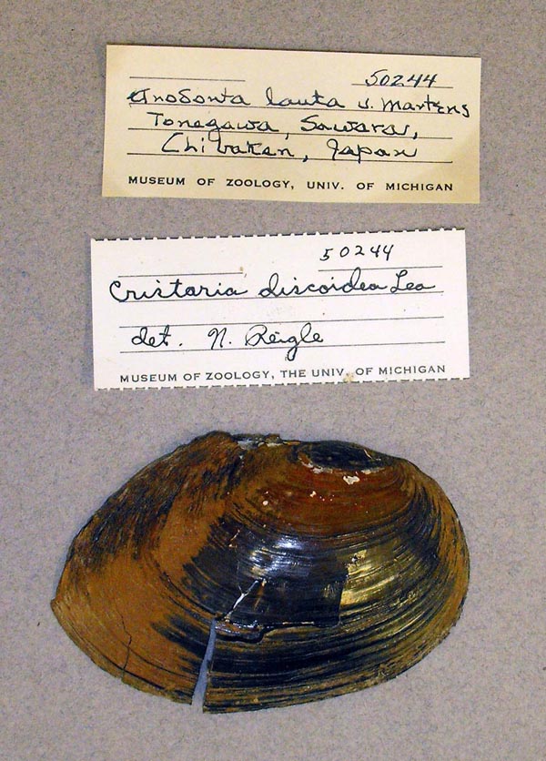 specimen