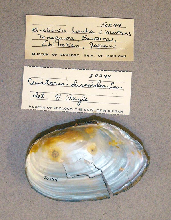 specimen