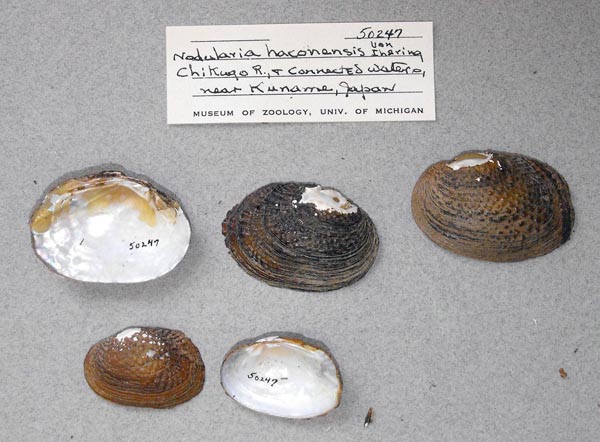 specimen