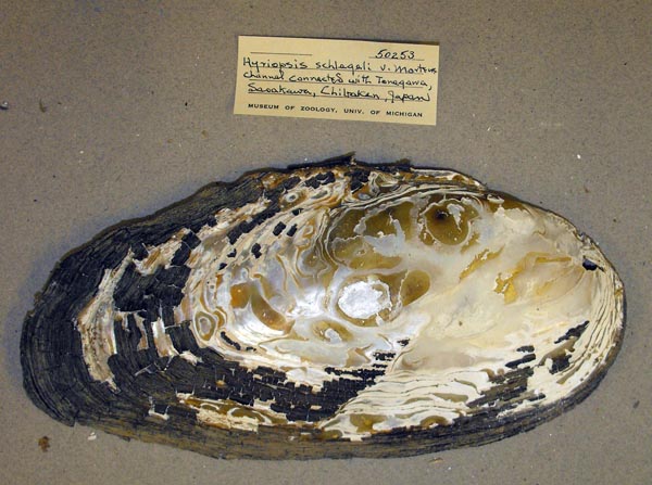 specimen