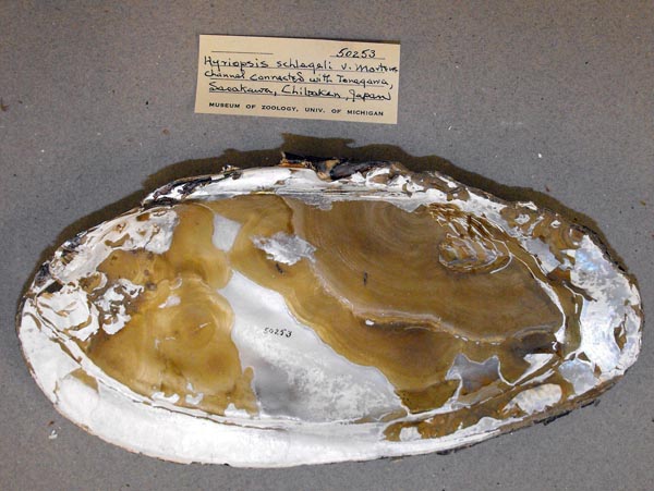 specimen