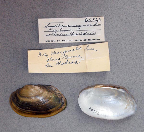 specimen
