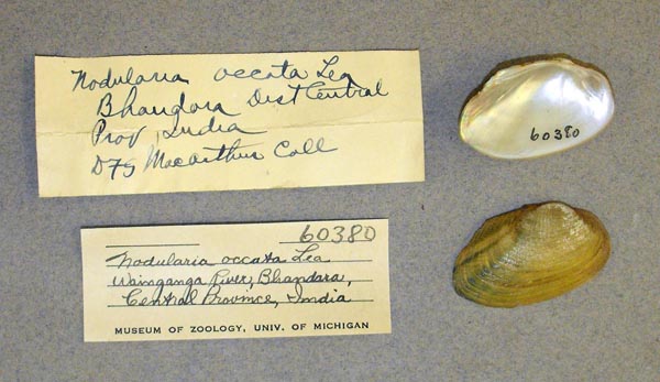 specimen