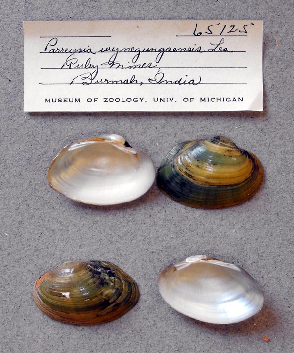 specimen