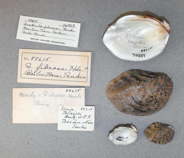 specimen