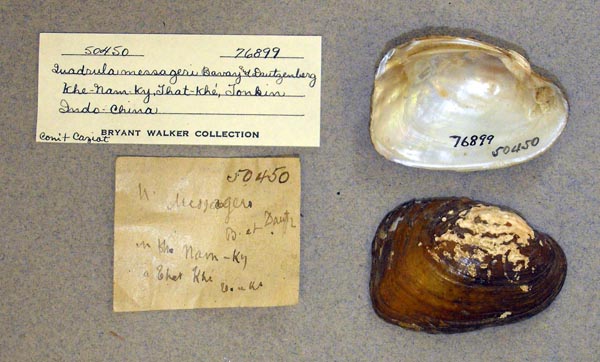 specimen