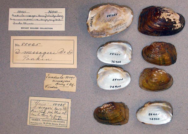specimen