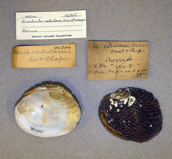 specimen