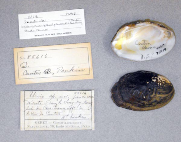 specimen