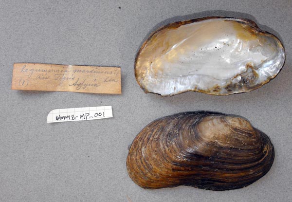 specimen