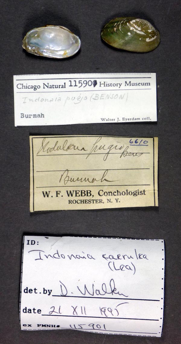 specimen