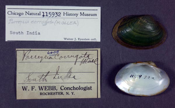 specimen