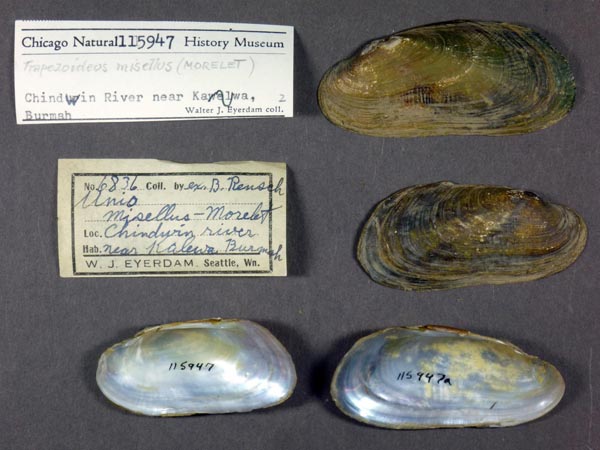 specimen