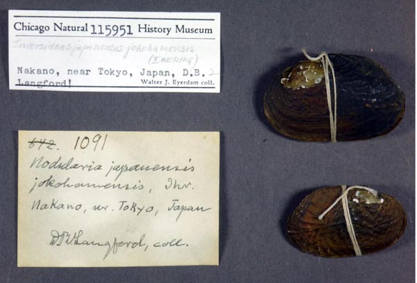 specimen
