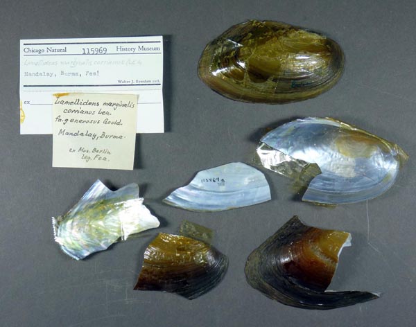 specimen
