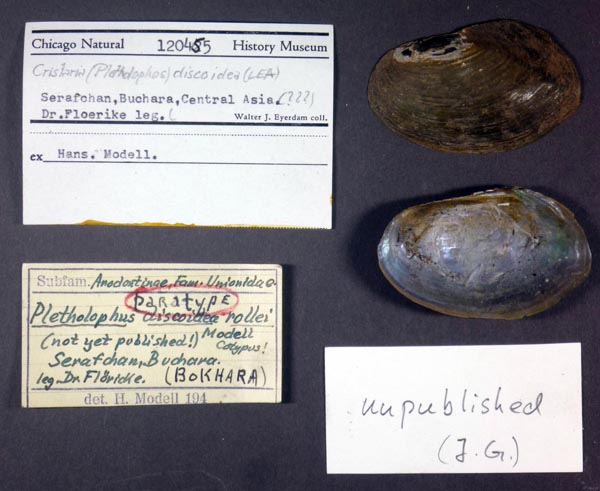 specimen