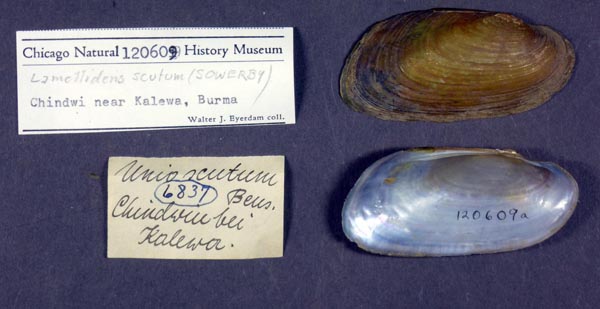 specimen