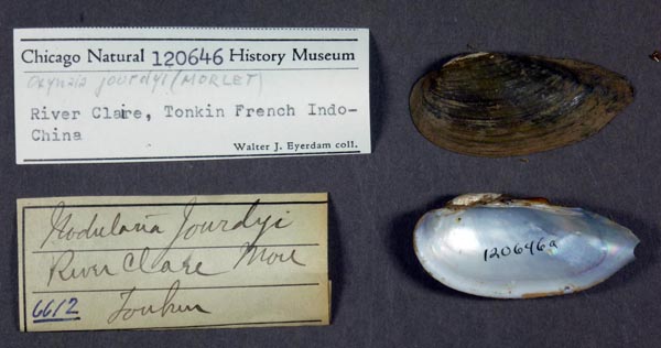 specimen