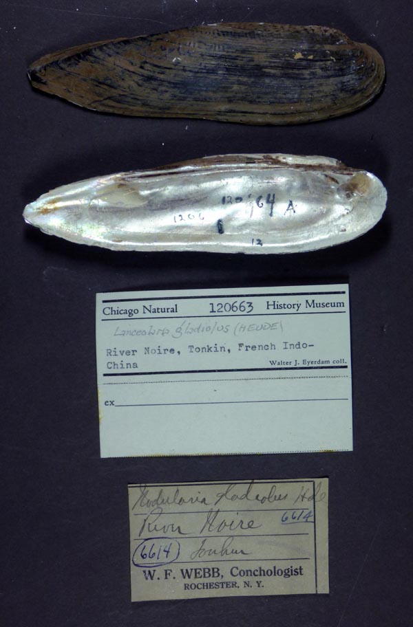 specimen