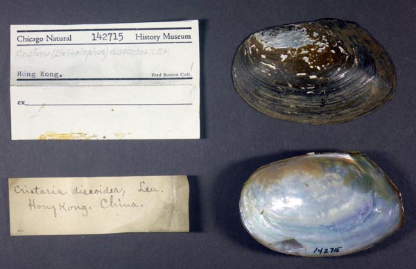 specimen