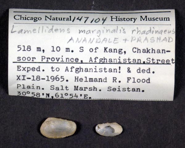 specimen