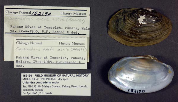 specimen