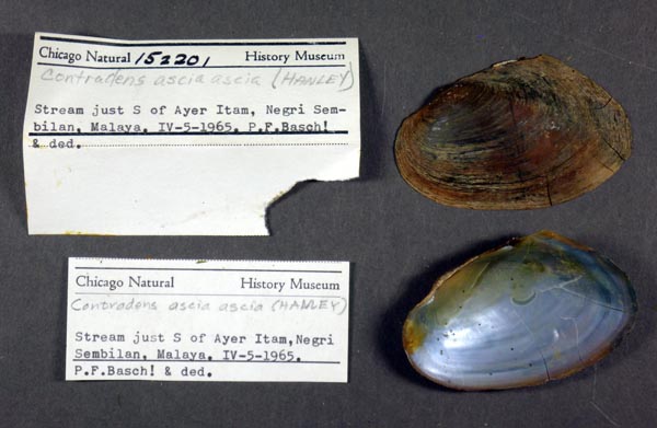 specimen
