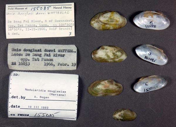 specimen