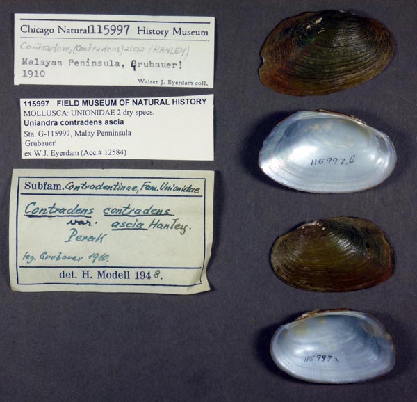 specimen