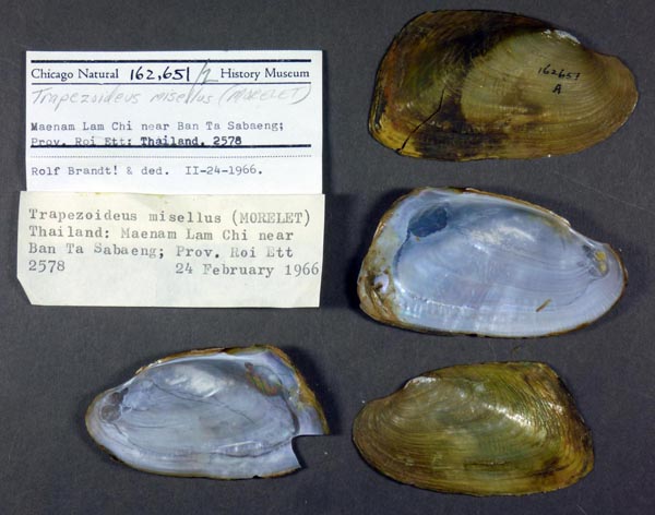 specimen