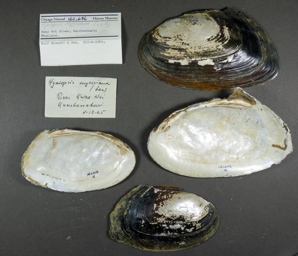 specimen