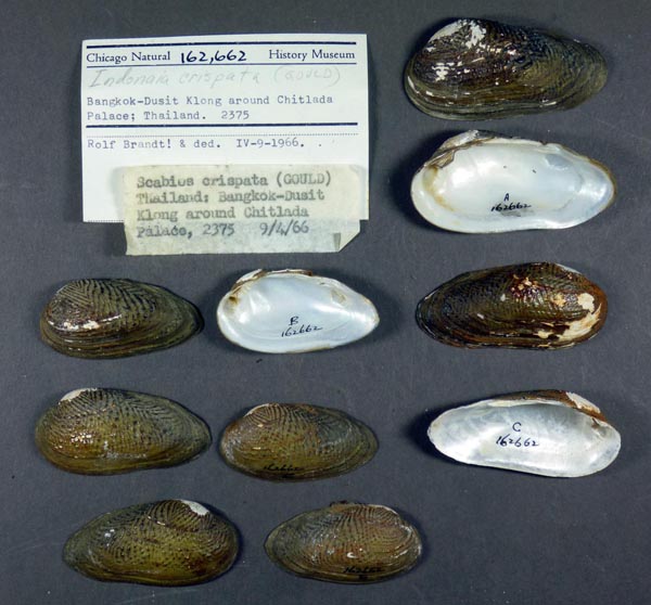 specimen