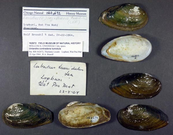 specimen
