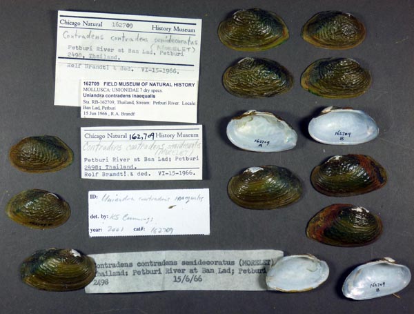 specimen