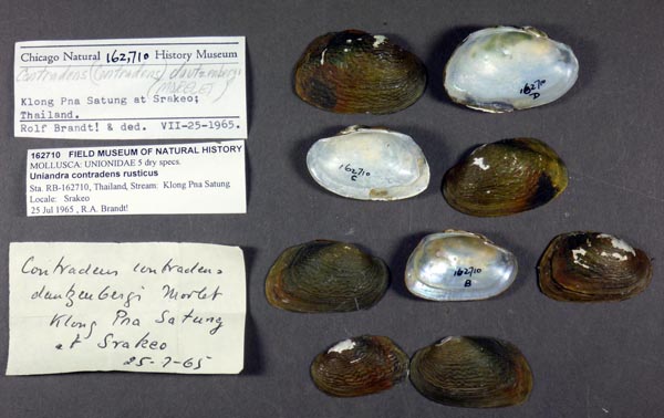 specimen
