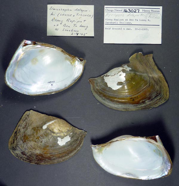 specimen