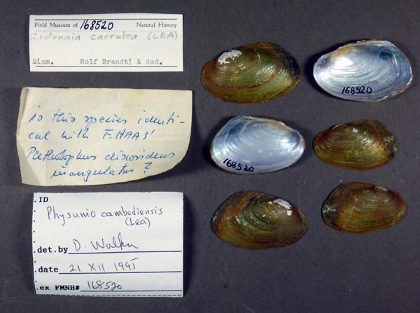 specimen