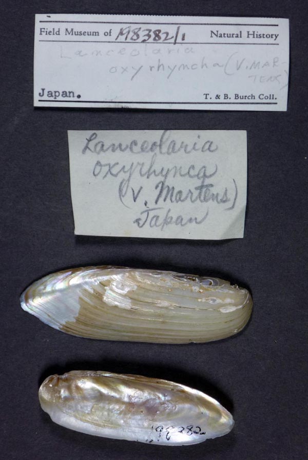specimen