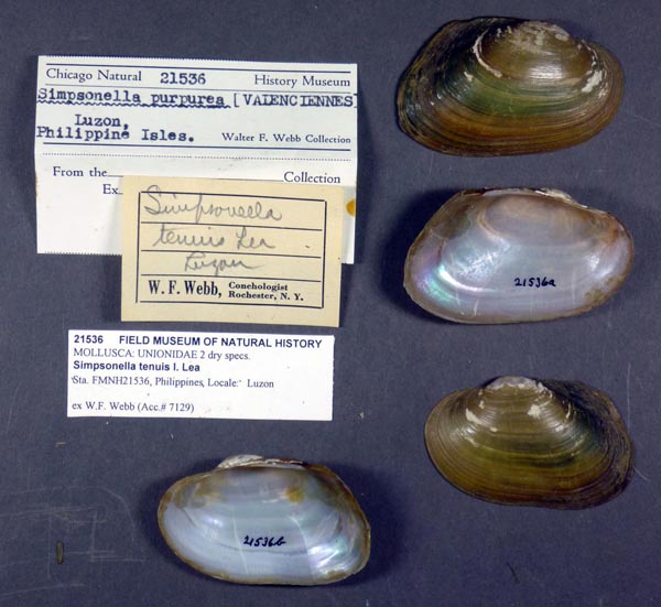 specimen