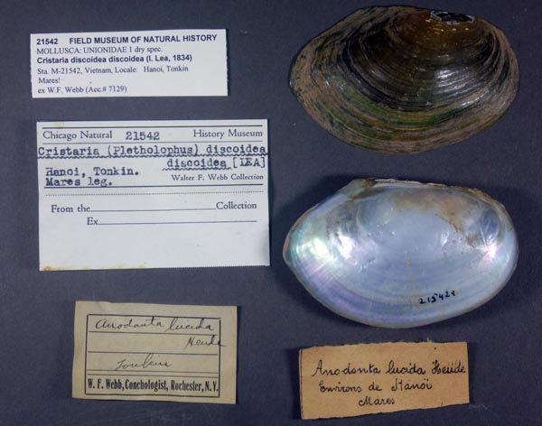 specimen