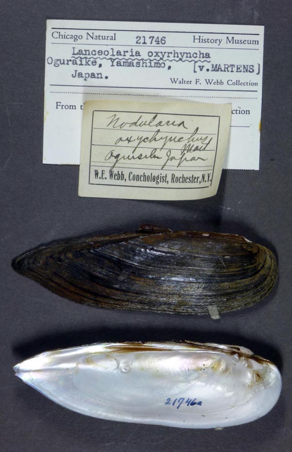 specimen