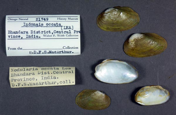 specimen