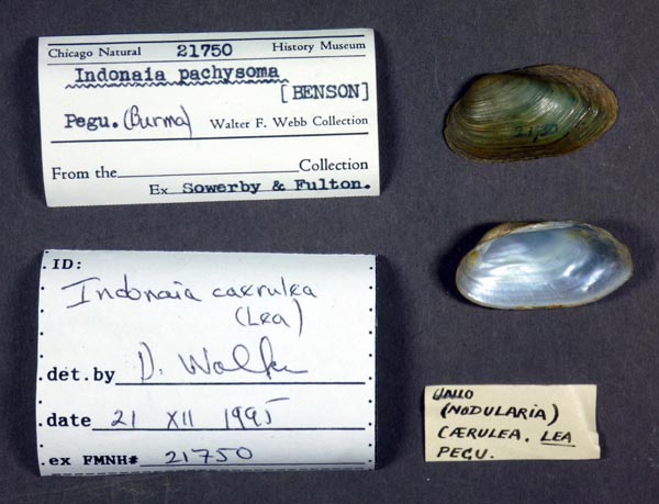 specimen